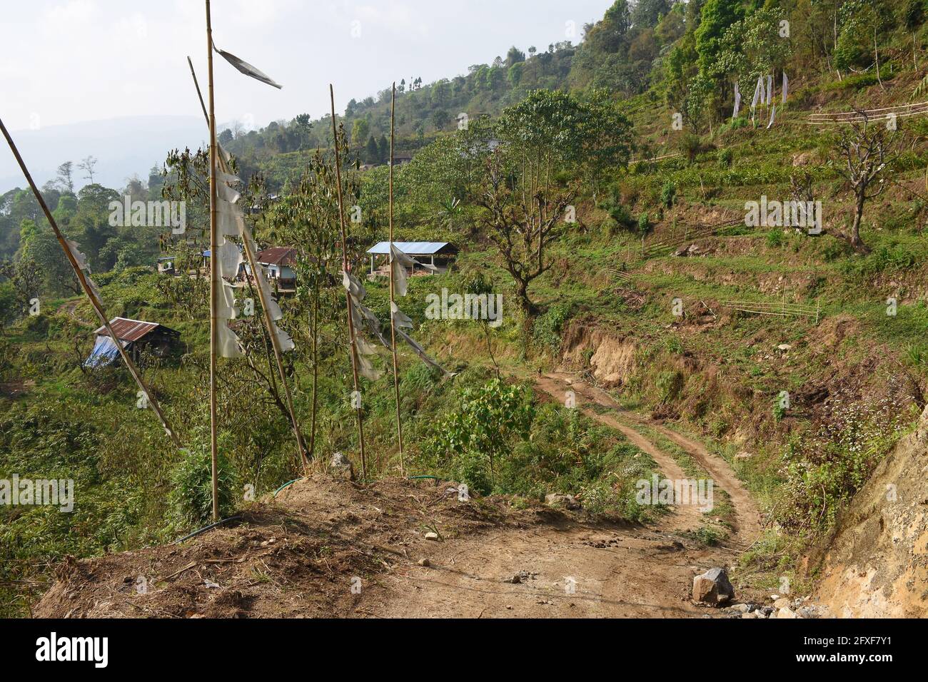 Village isolé avec culture d'Amomum sususuculatum communément connu comme grand cardamome, à Todey, Kalimpong. Banque D'Images