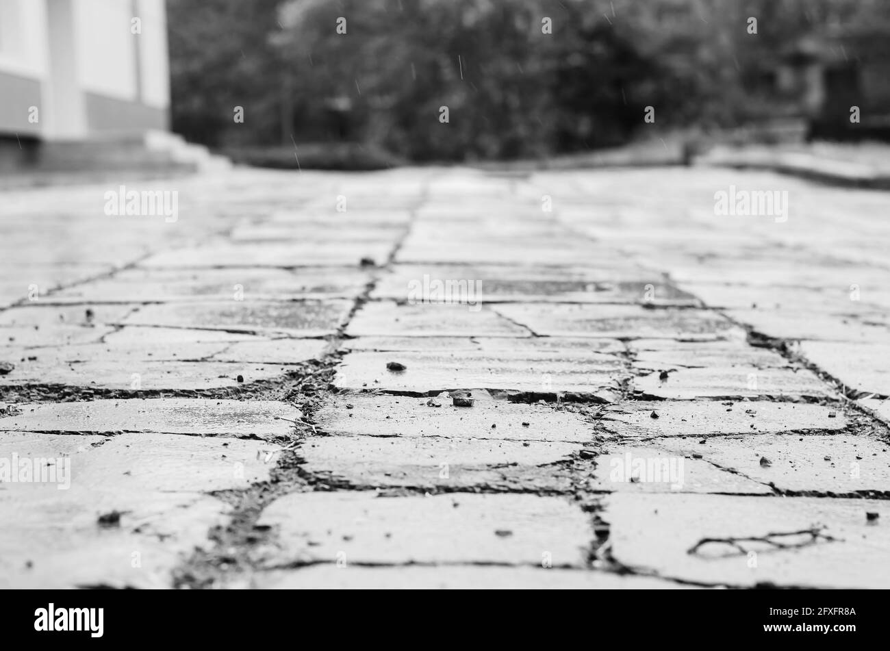 Photo monochrome Vieux trottoir sous la pluie. Carreaux de trottoir mouillés avec des fissures profondes et de petites pierres. Jour. Gouttes de pluie. Mise au point sélective. Banque D'Images