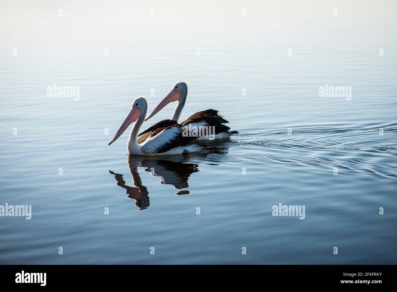 Une paire de pélicans nageant sur la mer Banque D'Images