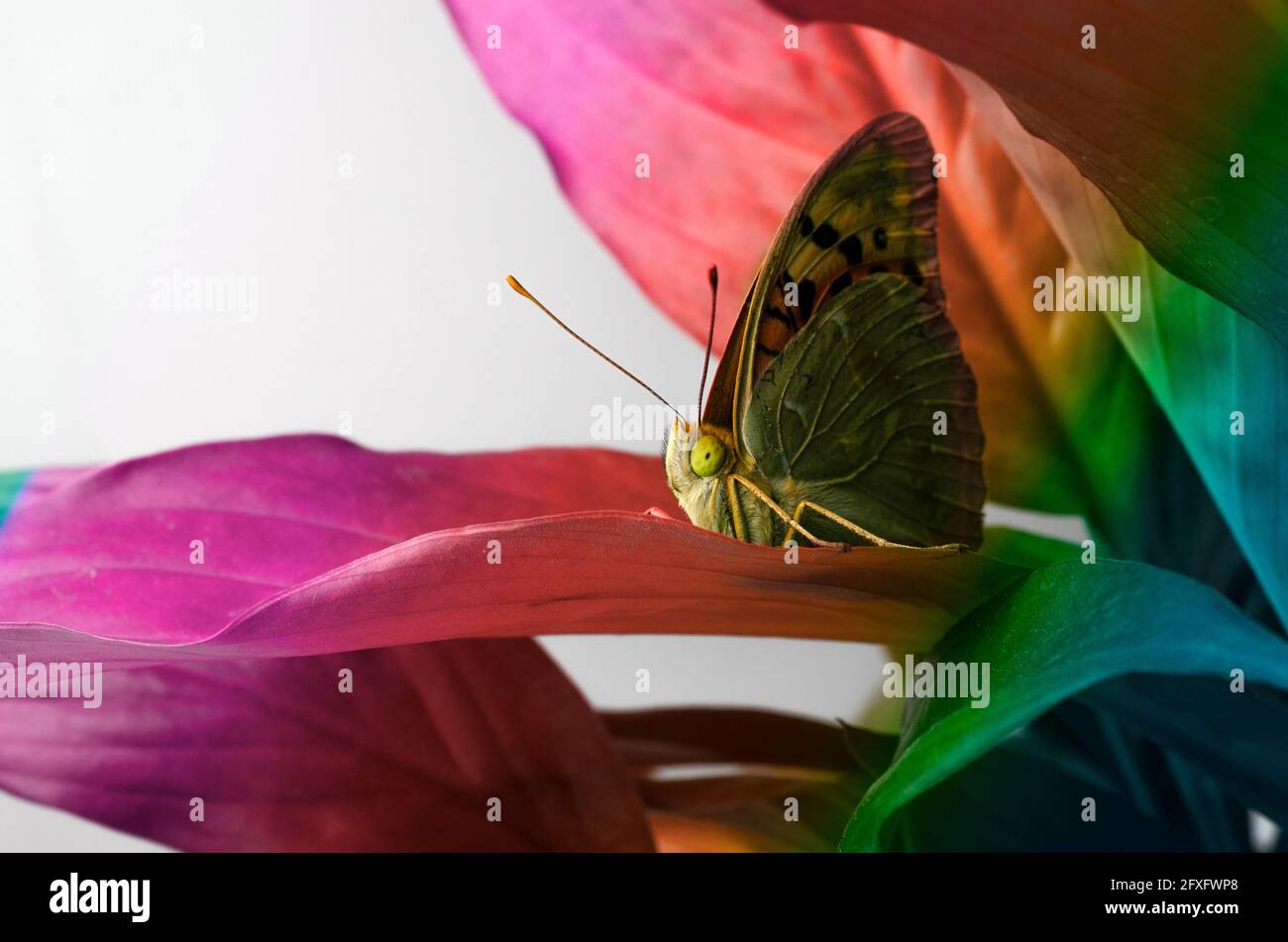Fonds d'écran de bureau papillon sur feuille Photo Stock - Alamy