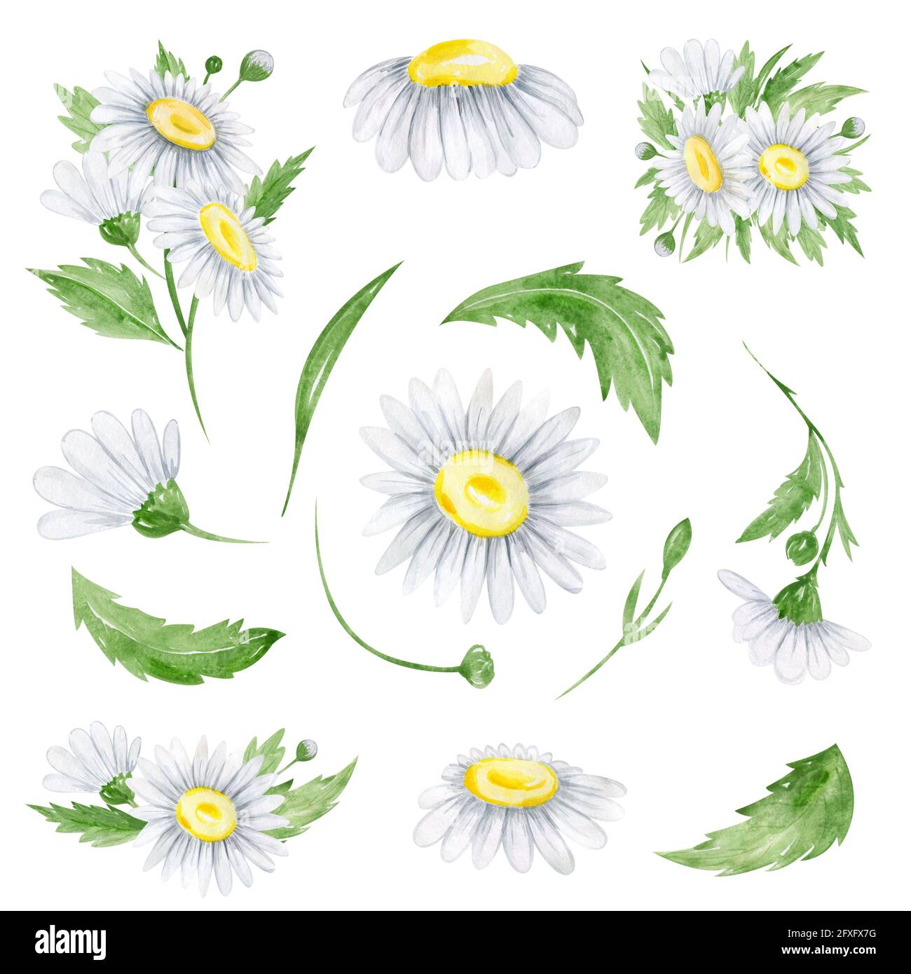 Aquarelle Paquerelle Fleurs Clipart Arrangement Flora Pour Les Invitations De Mariage Les Cartes D Anniversaire Les Cartes Et Les Motifs Photo Stock Alamy