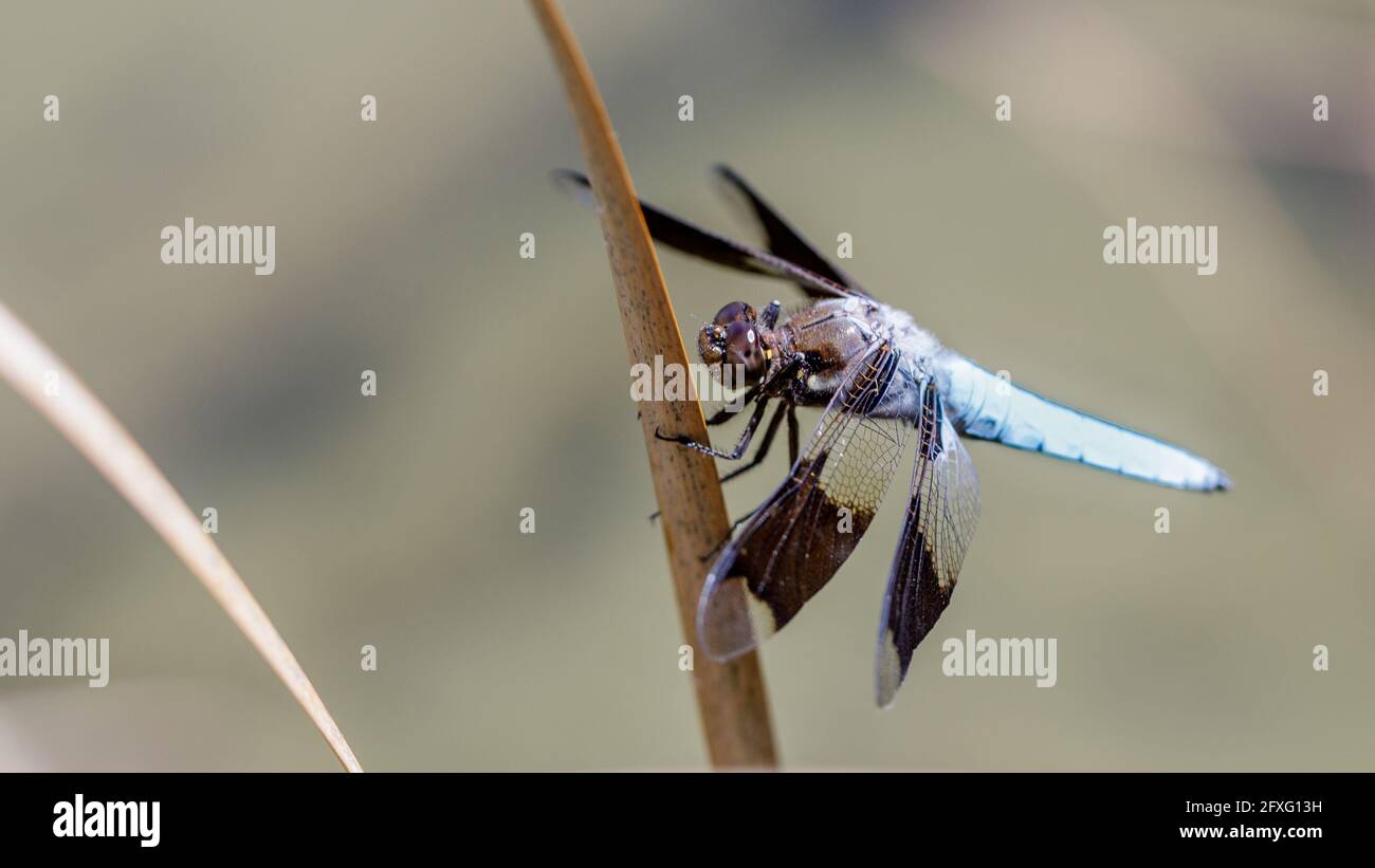 Veuve Skimmer Dragonfly adulte mâle juché sur l'herbe d'eau tige. Foothills Park, comté de Santa Clara, Californie, États-Unis. Banque D'Images