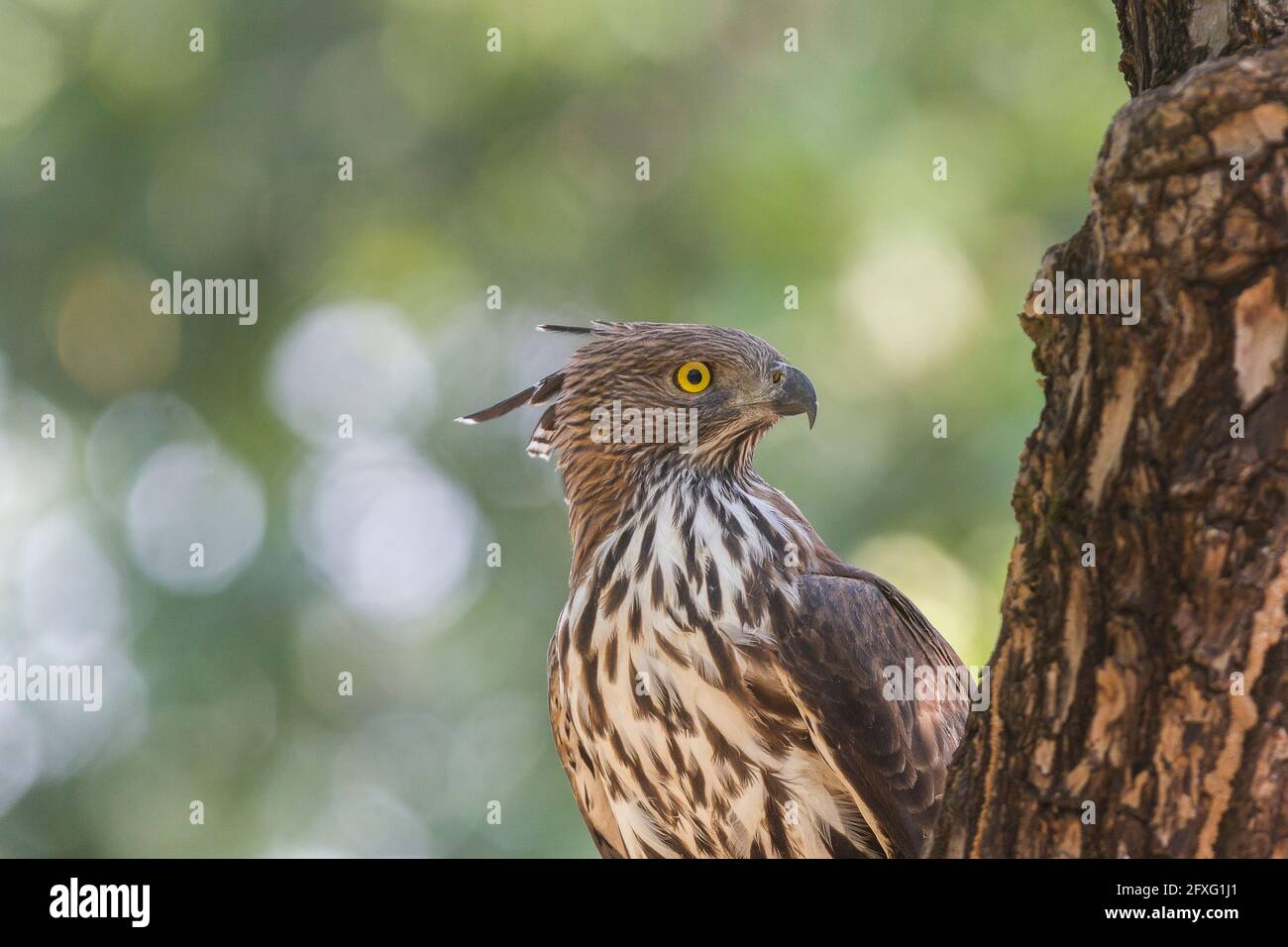 Composition horizontale de l'aigle changéable en regardant vers l'arrière tout en perchée sur une souche d'arbre au parc national Bandhavgarh, Madhya Pradesh, Inde Banque D'Images