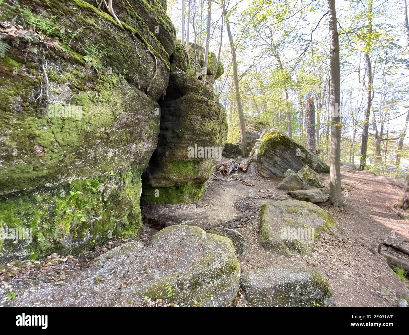Gros plan de roches moussy dans une forêt avec des feuilles mortes et un ciel lumineux derrière des arbres étroits Banque D'Images