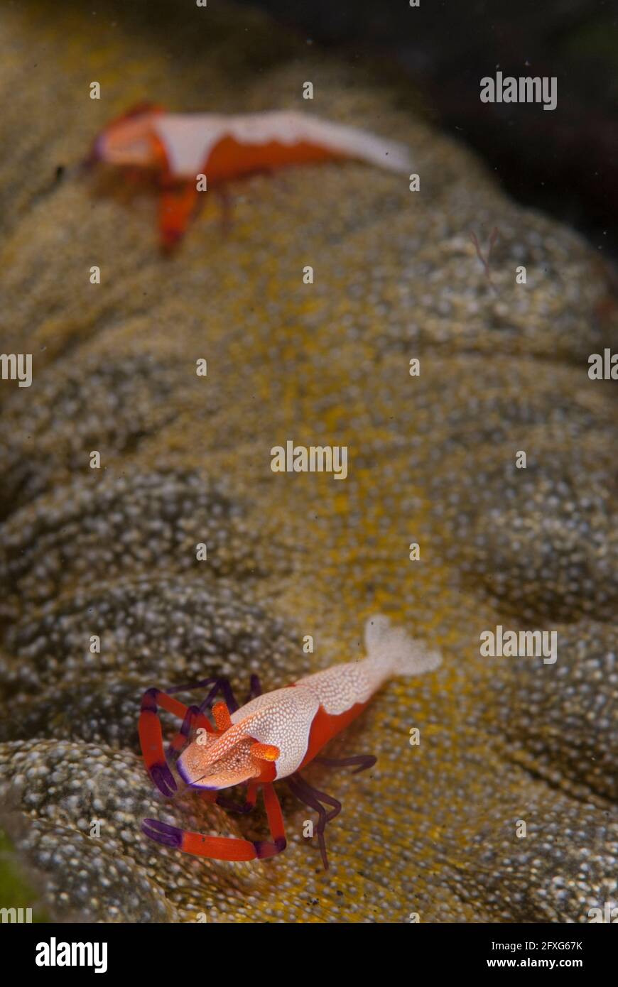 Paire de crevettes Empereur, Zenopontonia rex, sur le concombre de la mer de millepertuis tacheté, Synapta maculata, site de plongée TK1, Straits de Lembeh, Sulawesi, Indonésie Banque D'Images