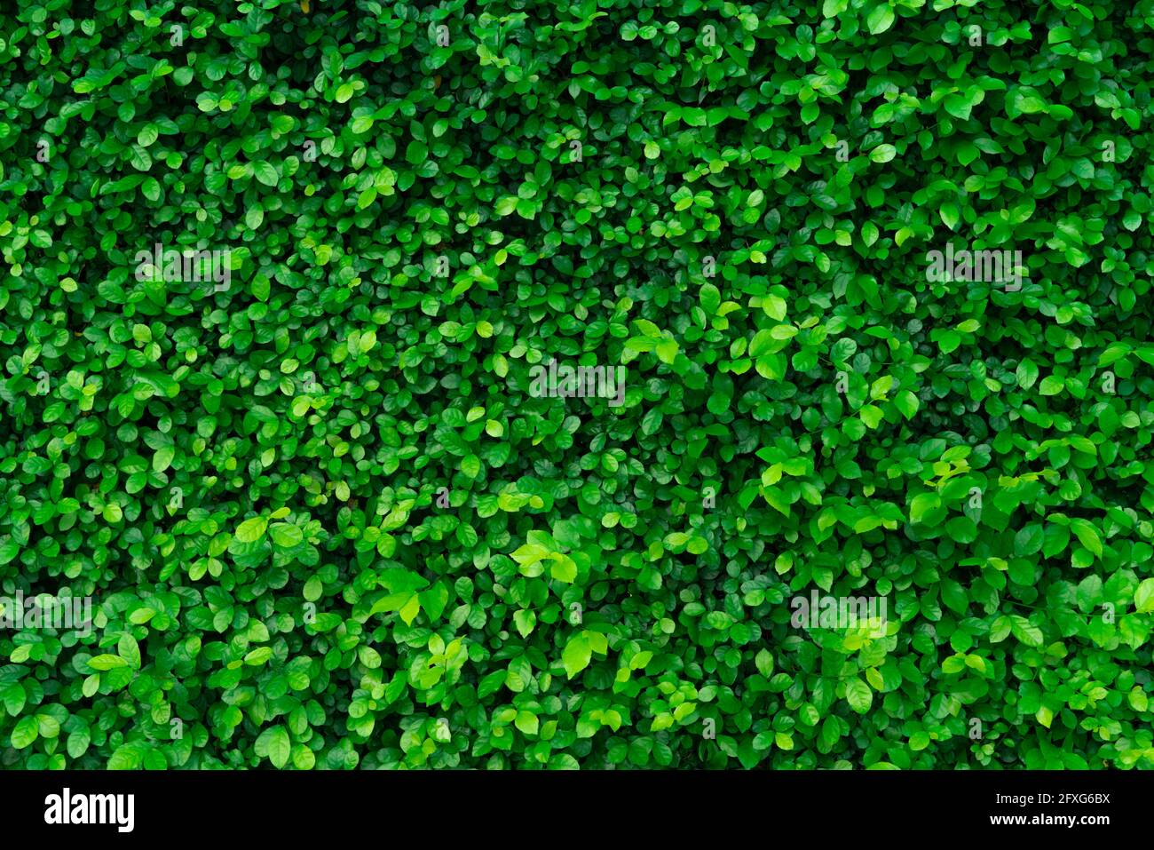 Gros plan sur les haies à feuilles persistantes. Petites feuilles vertes sur fond de texture de la paroi de haie. Mur de haies écologique à feuilles persistantes. Plante ornementale dans jardin d'arrière-cour. Banque D'Images