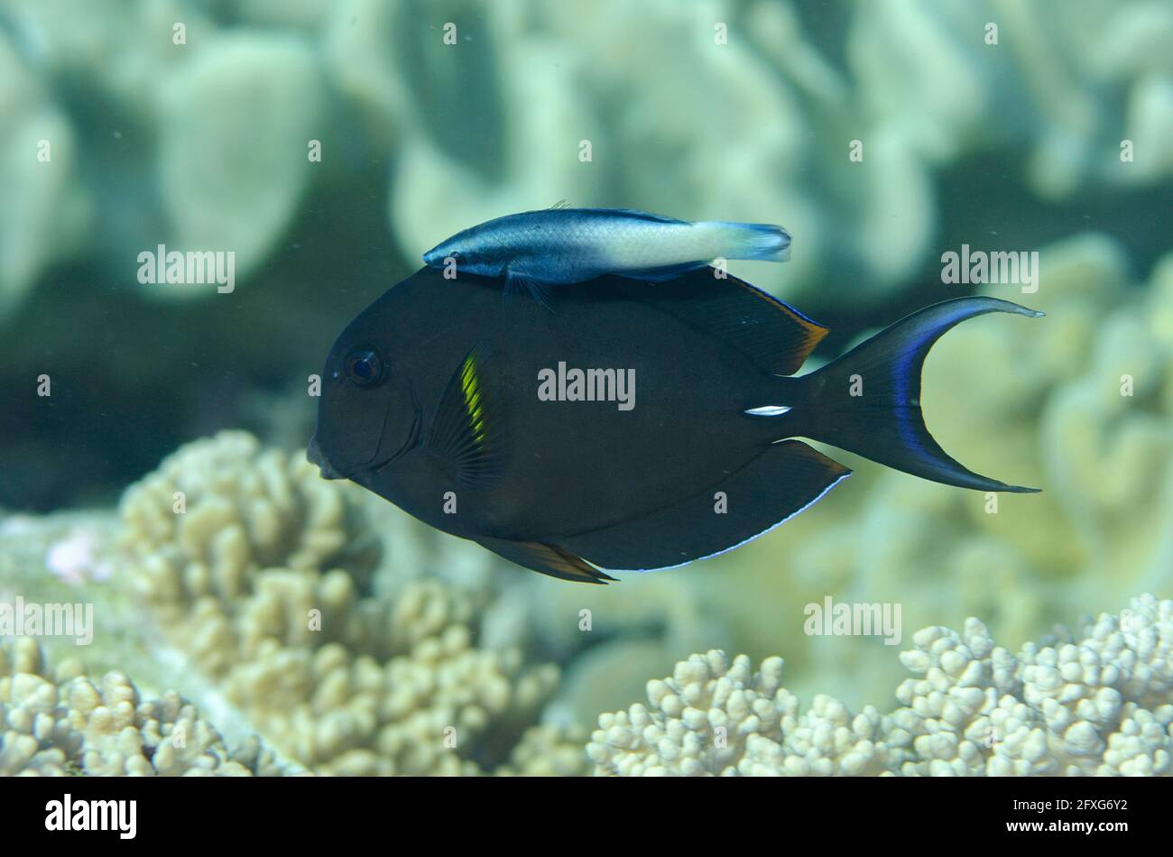 Albacore, Acanthurus xanthopterus, en cours de nettoyage par Bicolor Cleaner Wrasse, Labroides bicolor, site de plongée Tanjung Muara, îles Sermata Banque D'Images