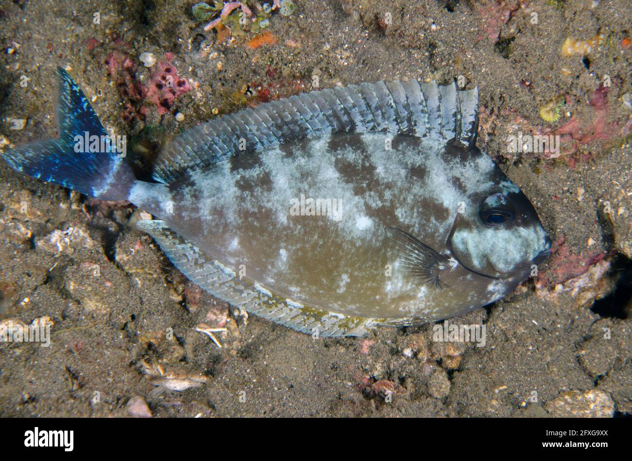 Unicornfish à queue bleue, Naso caeruleocauda, en couleurs de nuit tachetées, plongée de nuit, site de plongée des pyramides, Amed, Karangasem, Bali, Indonésie, Océan Indien Banque D'Images
