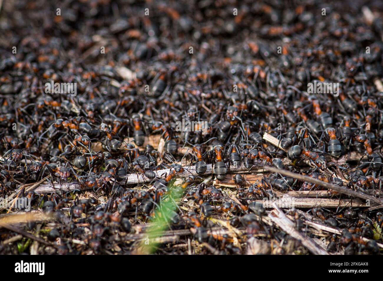 Grand anthill et nid de formica rufa, également connu sous le nom de fourn de bois rouge, fourn de bois sud, ou fourn de cheval, gros plan Banque D'Images