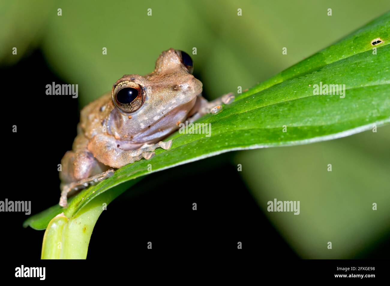 Grenouille tropicale, forêt tropicale, Parc national du Corcovado, zone de conservation d'Osa, Péninsule d'Osa, Costa Rica, Amérique centrale, Amérique Banque D'Images