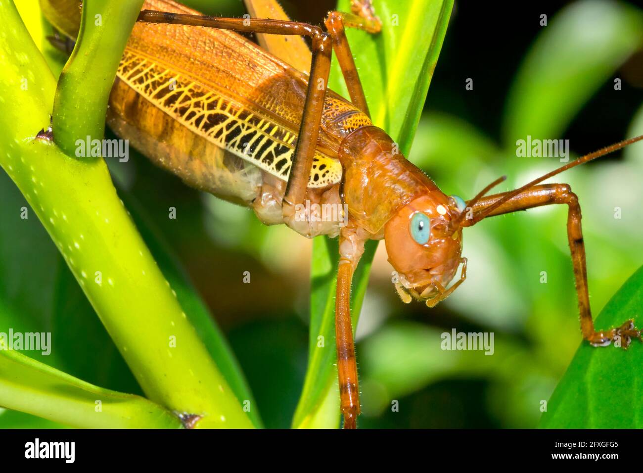 Grasshopper tropical, Forêt tropicale, Costa Rica, Amérique centrale, Amérique Banque D'Images