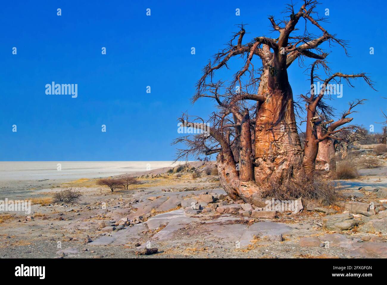 Le Baobab, Adansonia digitata, Kubu Island, mer Blanche de sel, Lekhubu, Makgadikgadi Pans National Park, Botswana, Africa Banque D'Images