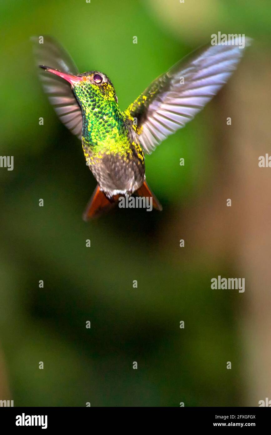 Hummingbird, Forêt tropicale, Costa Rica, Amérique centrale, Amérique Banque D'Images