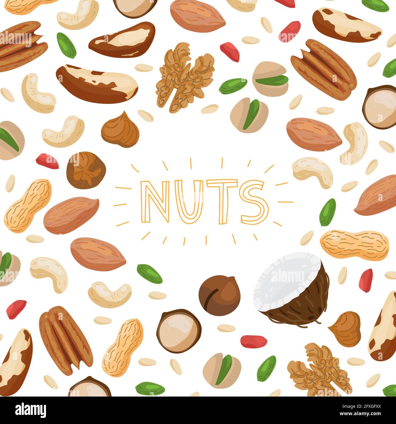 Ensemble de noix avec différents types de noix - noix du brésil, noix de coco, noix de cajou, noisettes, pistache, pacane, macadamia, arachide, noix de cèdre, amande, et châtaignier. V Illustration de Vecteur
