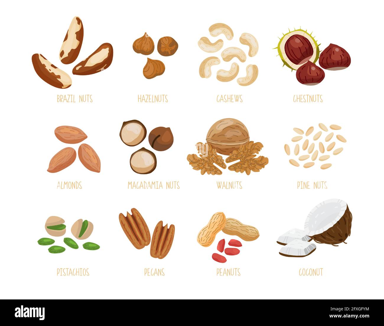Jeu de noix de brésil, noisettes, noix de cajou, châtaignes, amandes, macadamia, noix, pignons de cèdre du pin, pistaches, pacanes, arachides, noix de coco. S isolés Illustration de Vecteur