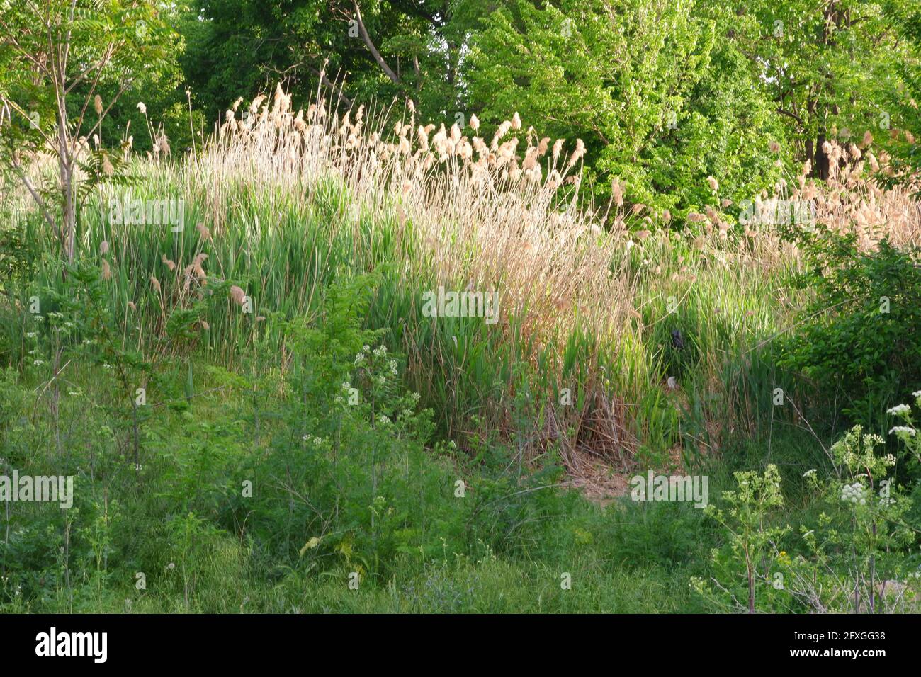 Arbres et pampas Grass à une journée ensoleillée Banque D'Images