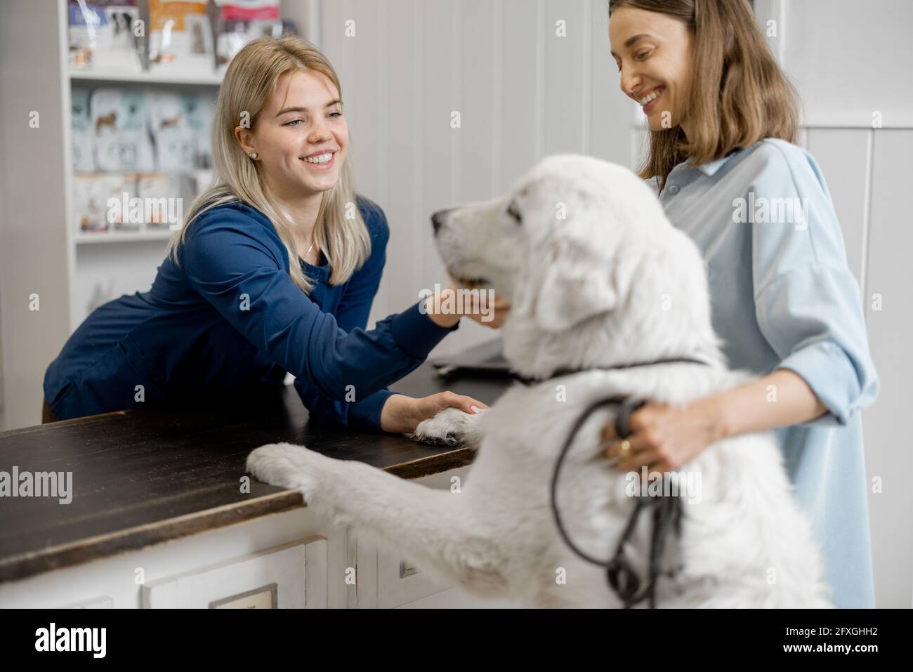 Femme propriétaire et vétérinaire avec grand chien blanc à la réception en clinique vétérinaire. Le chien a grimpé les pattes sur la table et le médecin chien de chasse. Soins et traitement pour animaux de compagnie Banque D'Images