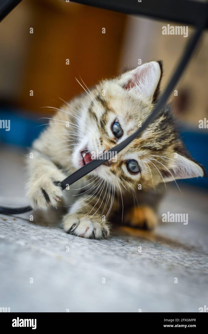 portrait d'un chaton d'un mois à rayures brun clair et yeux bleus piquant un câble électrique, mise au point à faible profondeur Banque D'Images