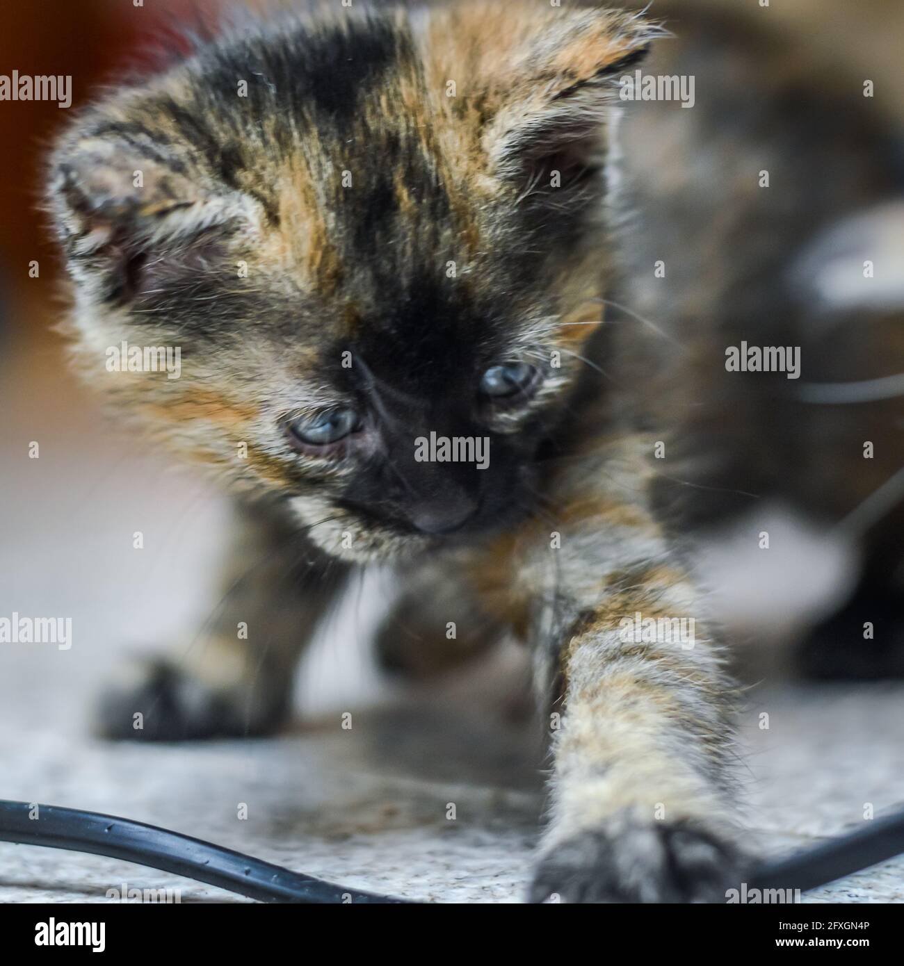 portrait d'un chaton d'un mois à rayures et à pois avec un visage sombre et des yeux bleus jouant avec un câble électrique, mise au point en profondeur peu profonde Banque D'Images