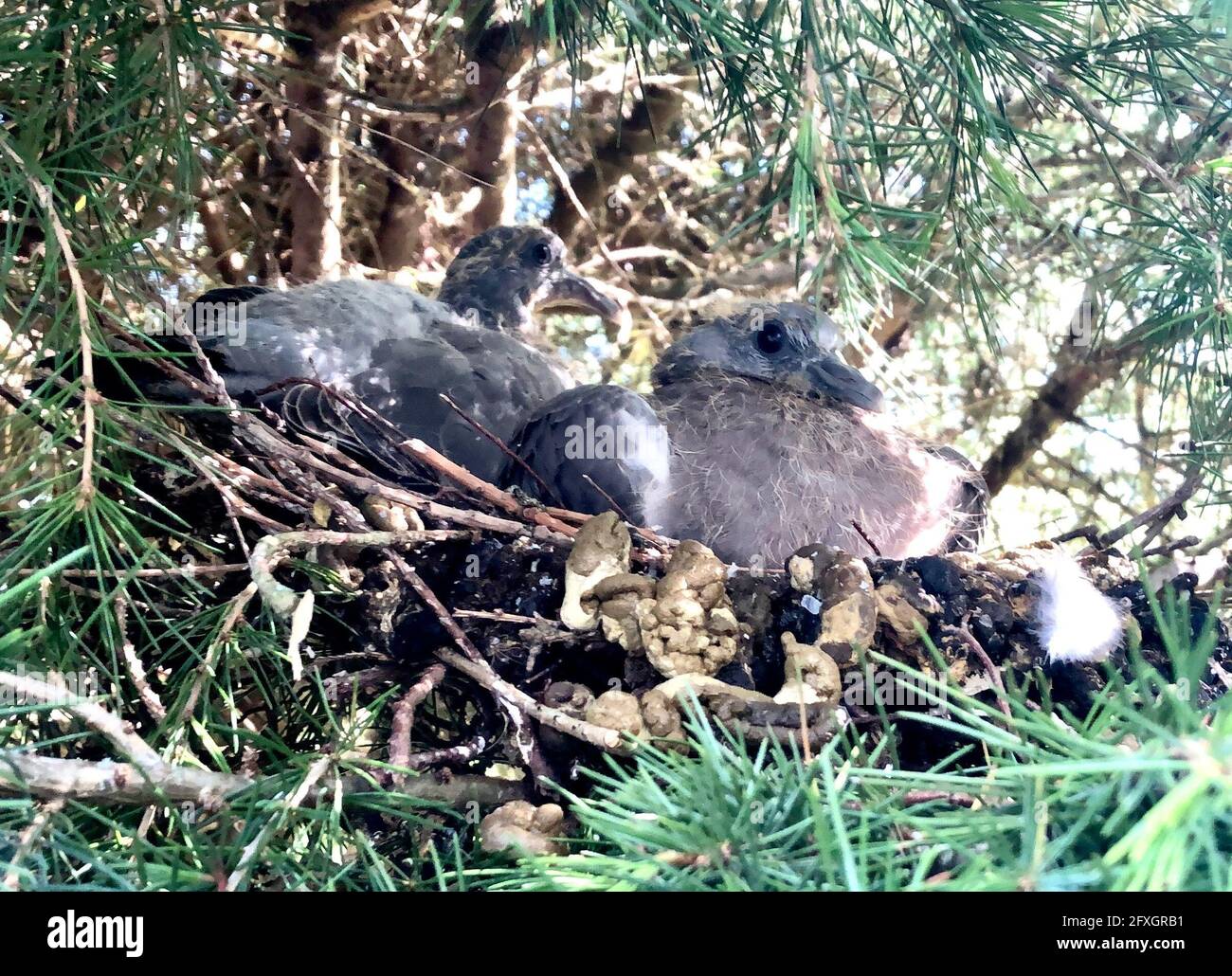 Deux jeunes Pigeons en bois dans un nid - ils sont appelés des squabs à cet âge et se nourrissent entièrement d'un régime liquide que les parents régurgitent. Banque D'Images