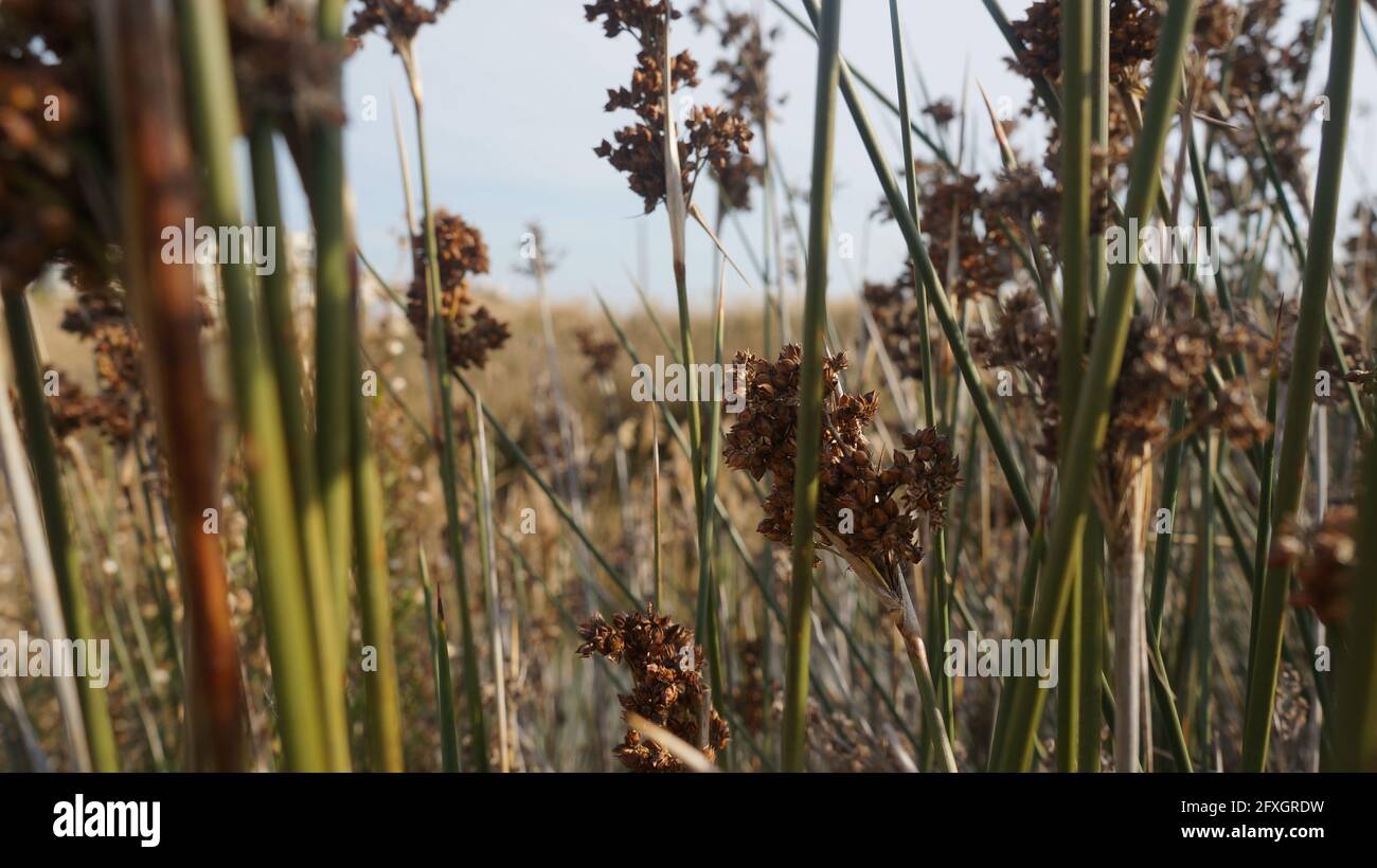 Gros plan sur les mauvaises herbes de la ruée vers l'épineuse qui poussent dans le champ Banque D'Images