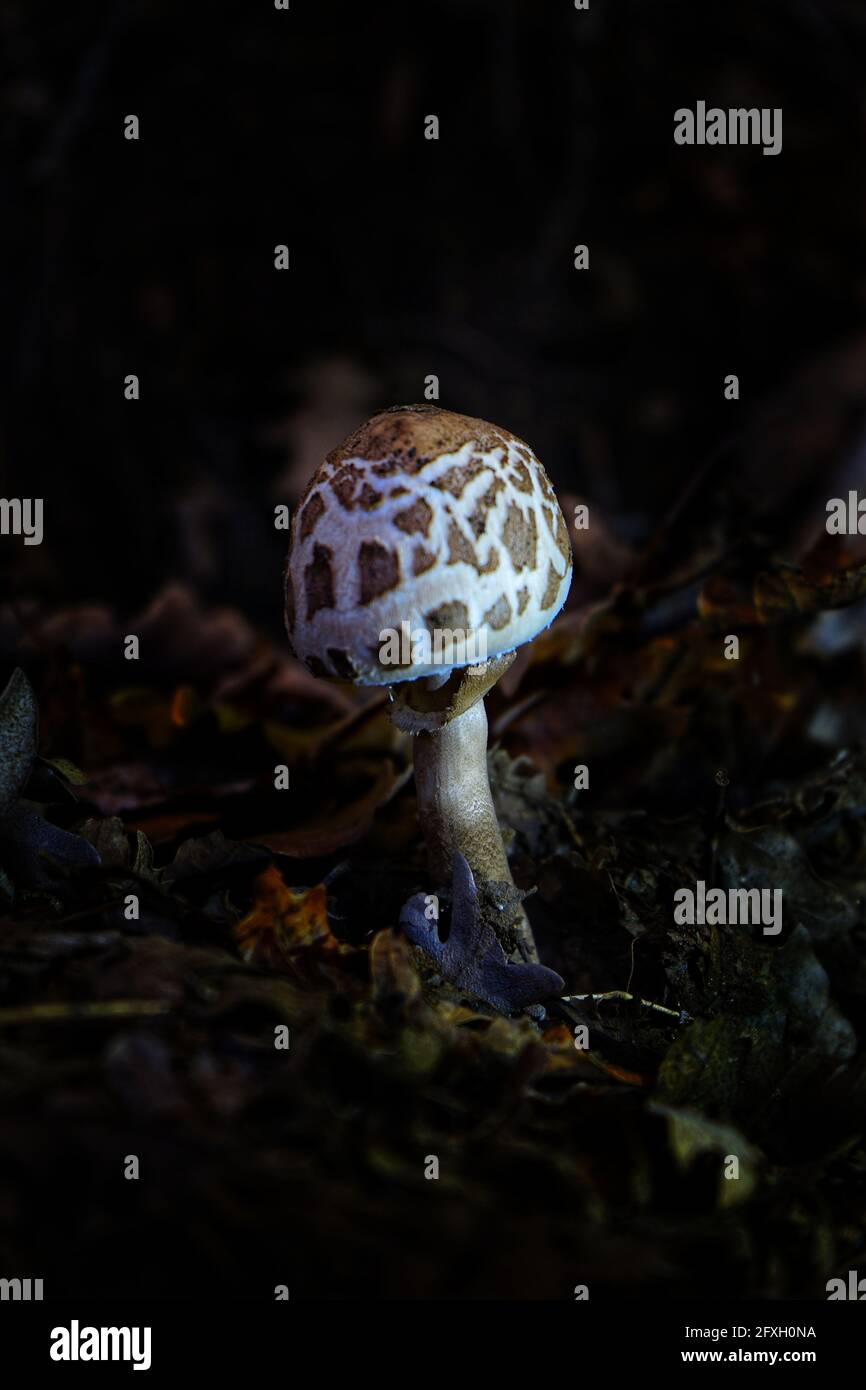 Gros plan d'une dapperling de châtaignier qui pousse dans une forêt Banque D'Images