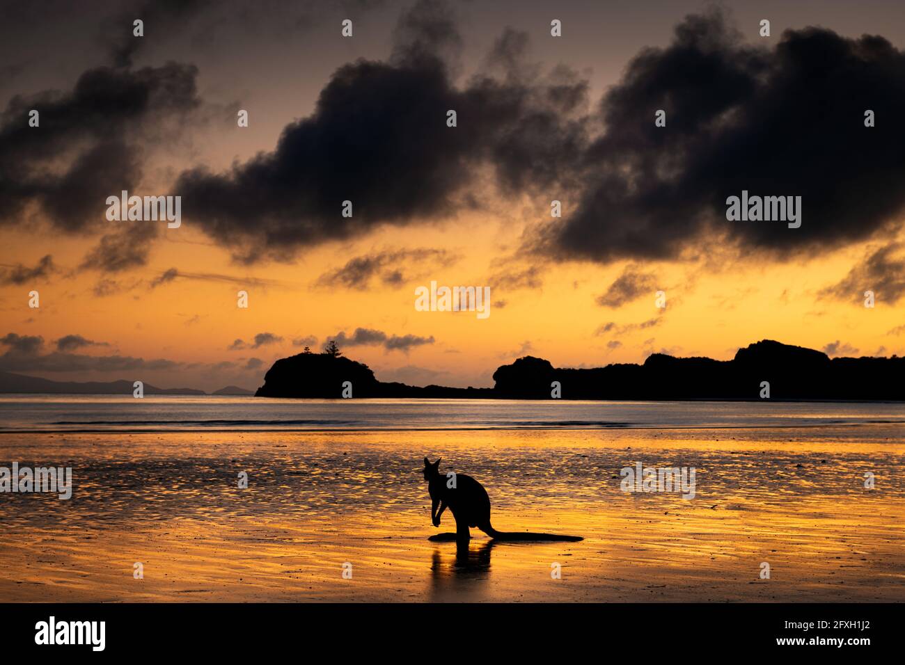 Wallaby sur la plage au lever du soleil. Banque D'Images