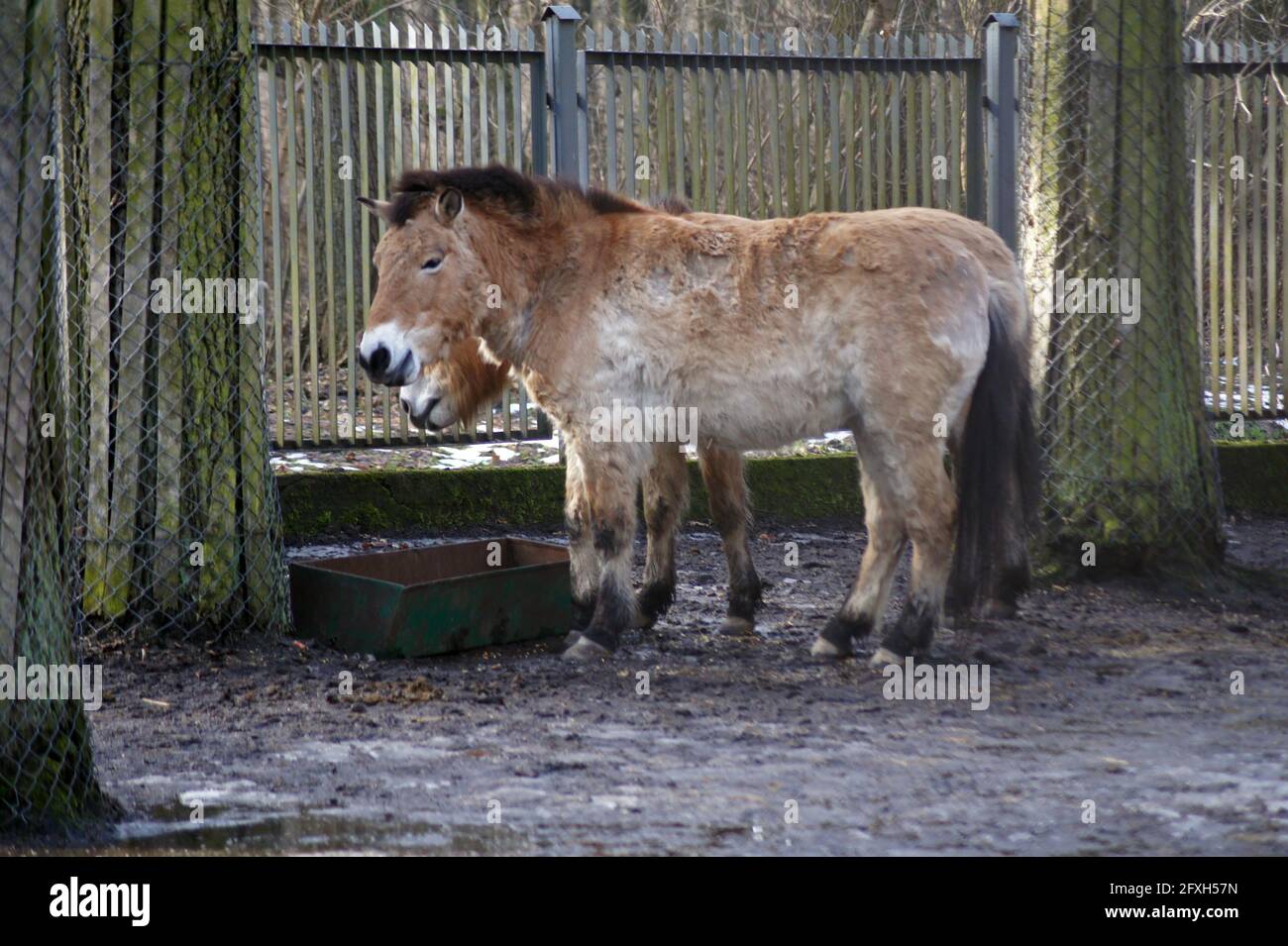 Le cheval de Przhevalsky-l'une des rares espèces que le zoo reproducteur a sauvé, bien que dans les années 90 il n'était pas certain Banque D'Images