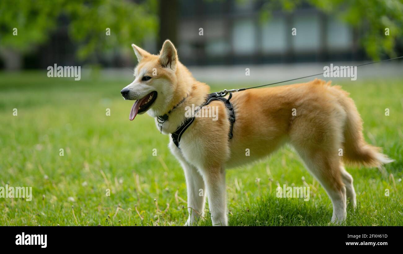 Portrait du chien de surface verte Allemagne, plein air, chien, jour, marron Banque D'Images