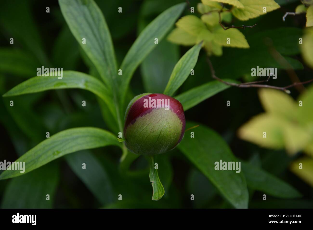 Paeonia officinalis Rubra Plena, un espace floral purement beau et paisible Banque D'Images