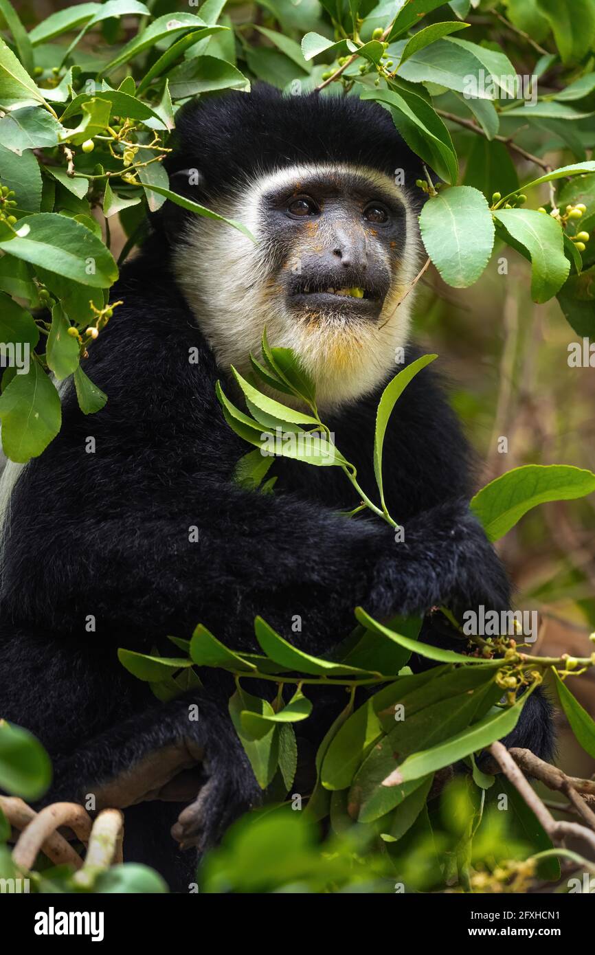 Colobus noir et blanc - Colobus guereza, beau primate noir et blanc des forêts et des terres boisées africaines, forêt de Harenna, Éthiopie. Banque D'Images