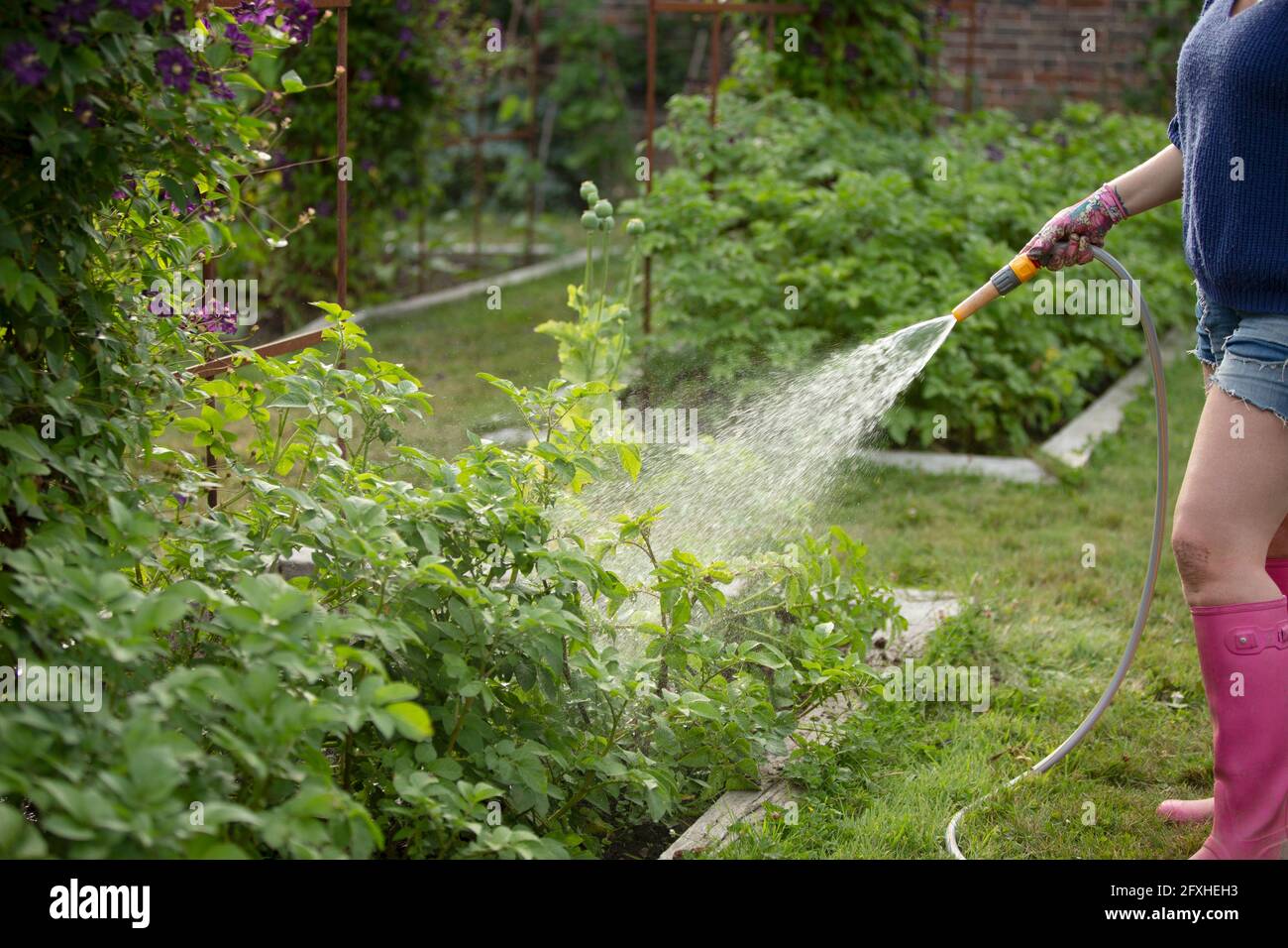Femme avec arrosage flexible de plantes végétales dans le jardin d'été Banque D'Images