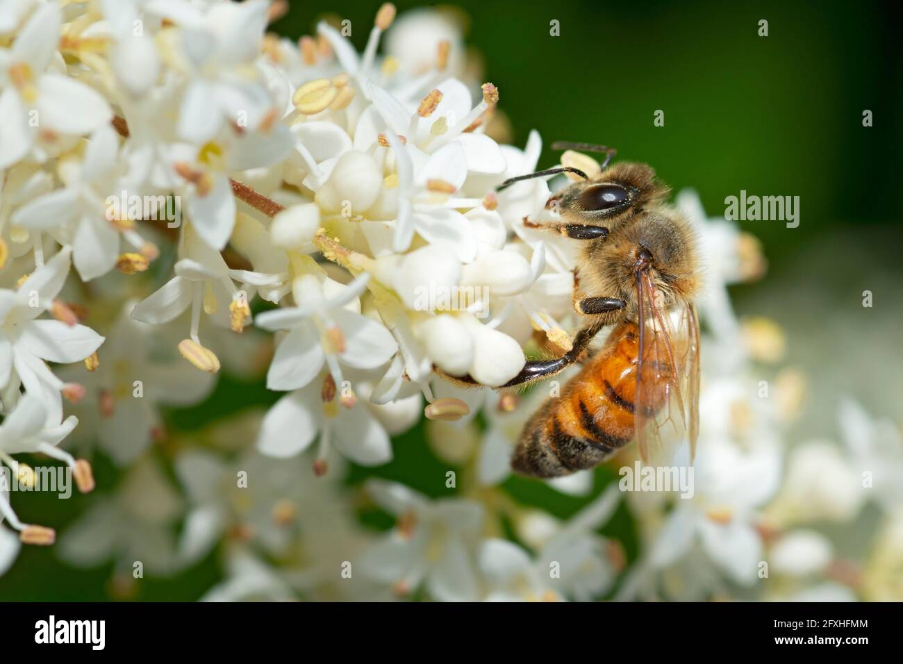 Abeille collectant du pollen sur Privet Ligustrum vulgare Blossom Banque D'Images