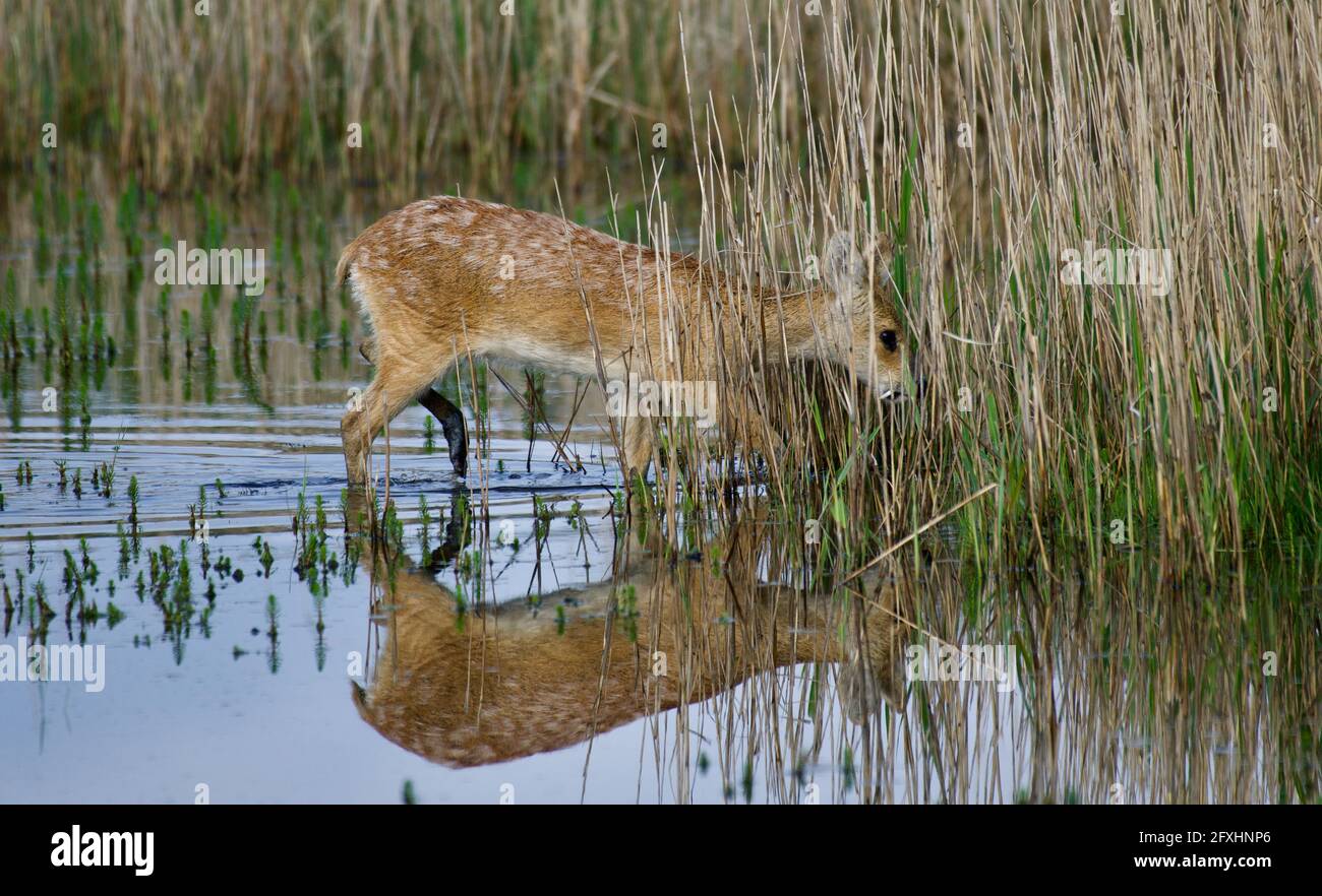 Cerfs d'eau chinois Banque D'Images