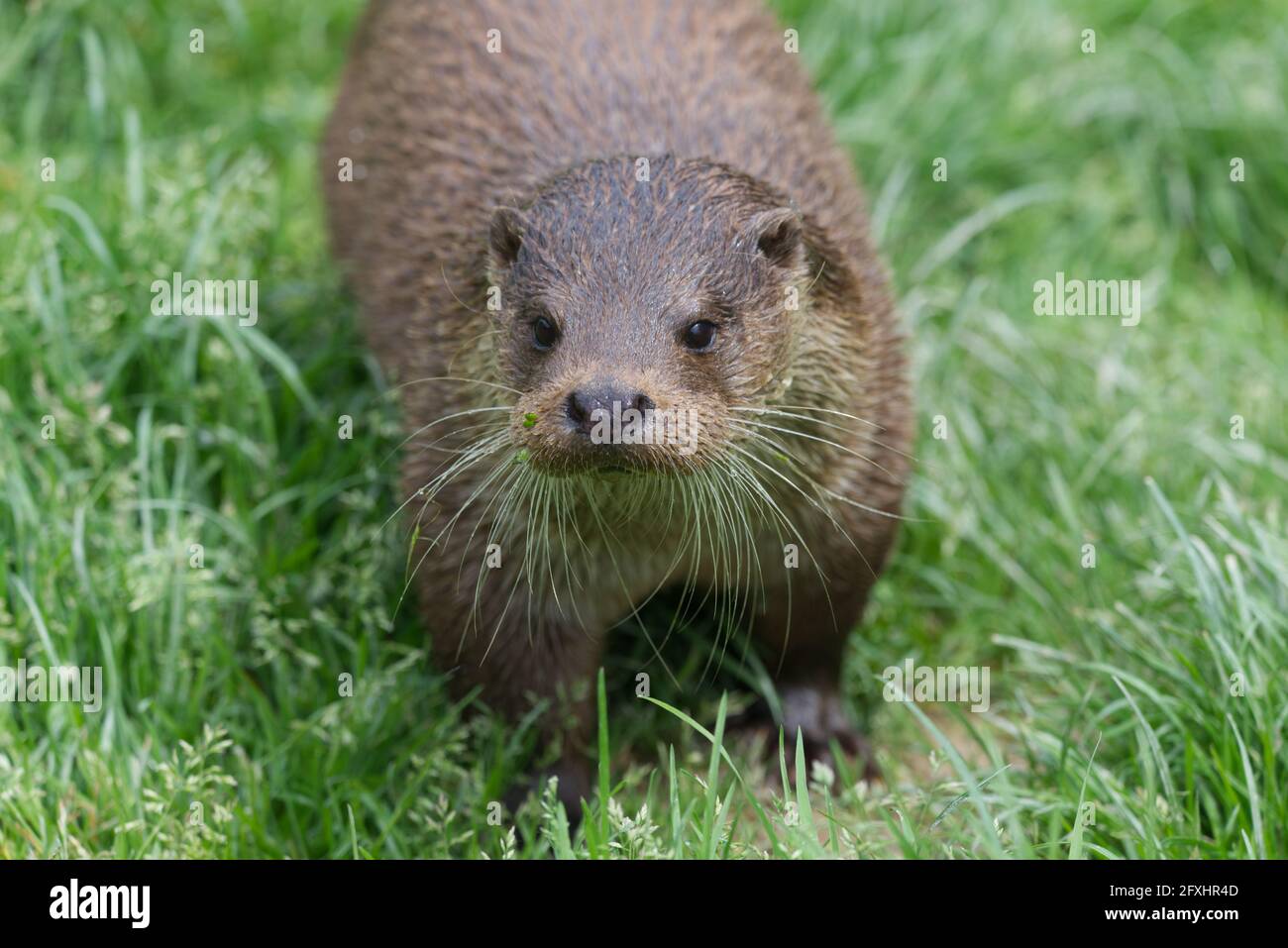 gros plan sur la loutre eurasienne Banque D'Images