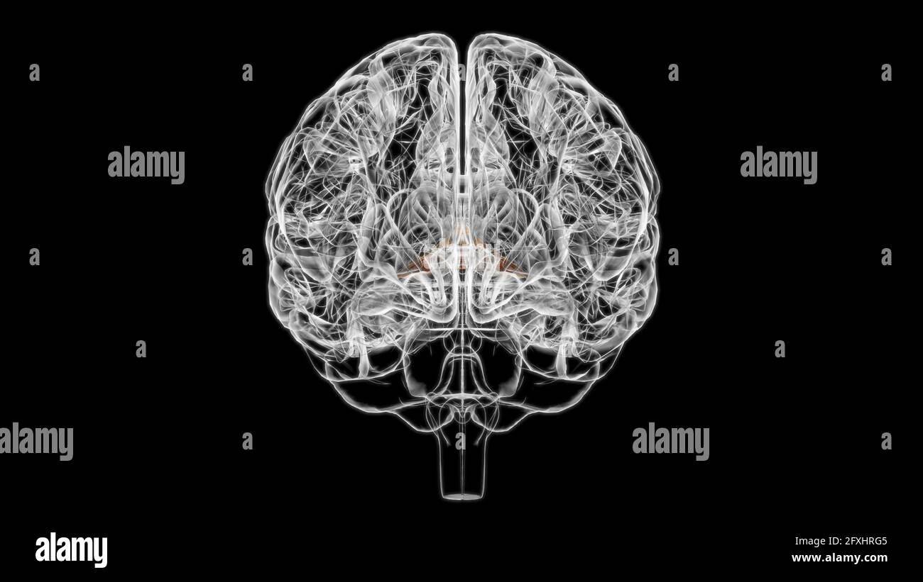 Brain Commissure fornix of forebrain Anatomy for Medical concept 3D Illustration Banque D'Images