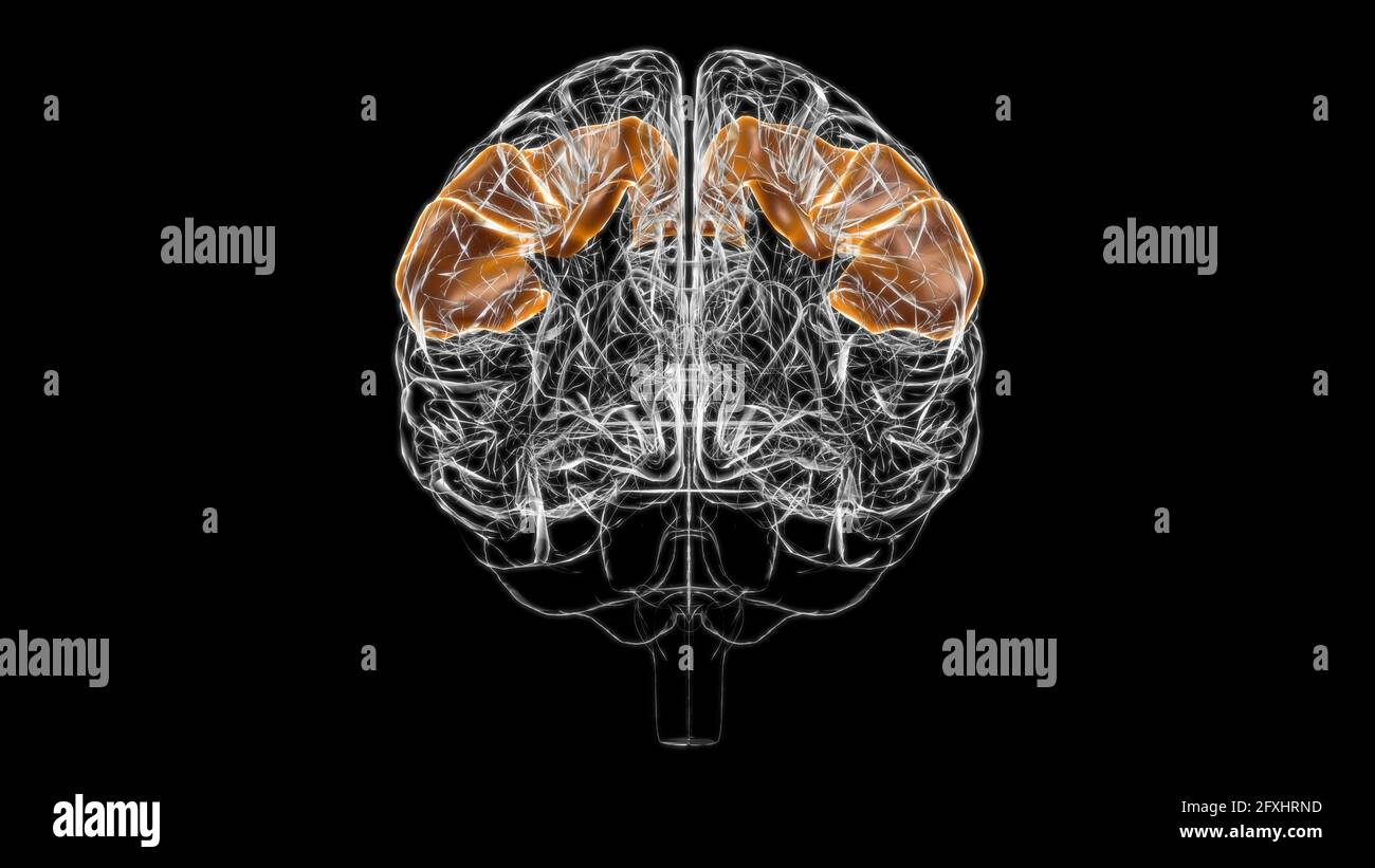 Brain postcentral gyrus Anatomy for Medical concept 3D Illustration Banque D'Images