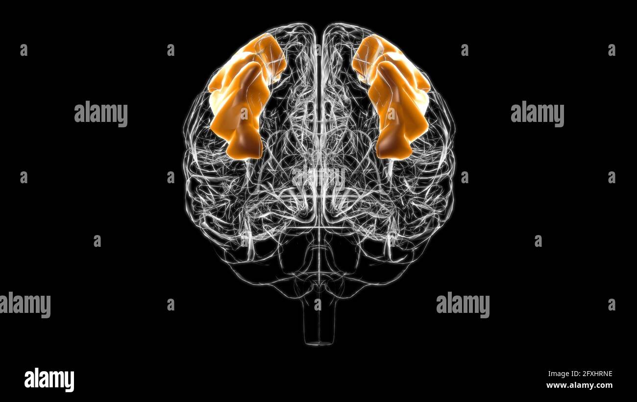 Cerveau frontal central gyrus Anatomy for Medical concept 3D Illustration Banque D'Images