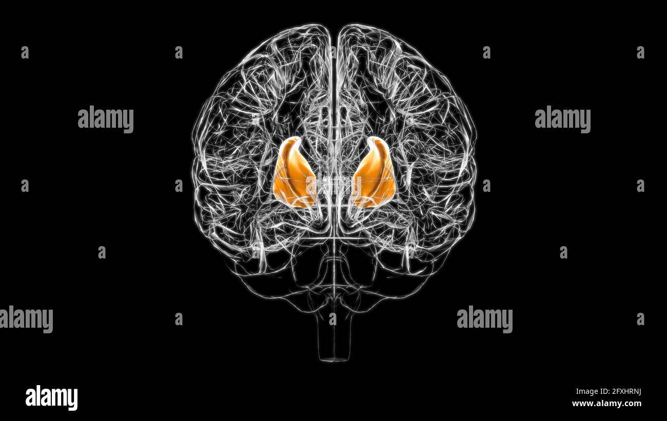 Capsule interne du cerveau Anatomy for Medical concept 3D Illustration ...