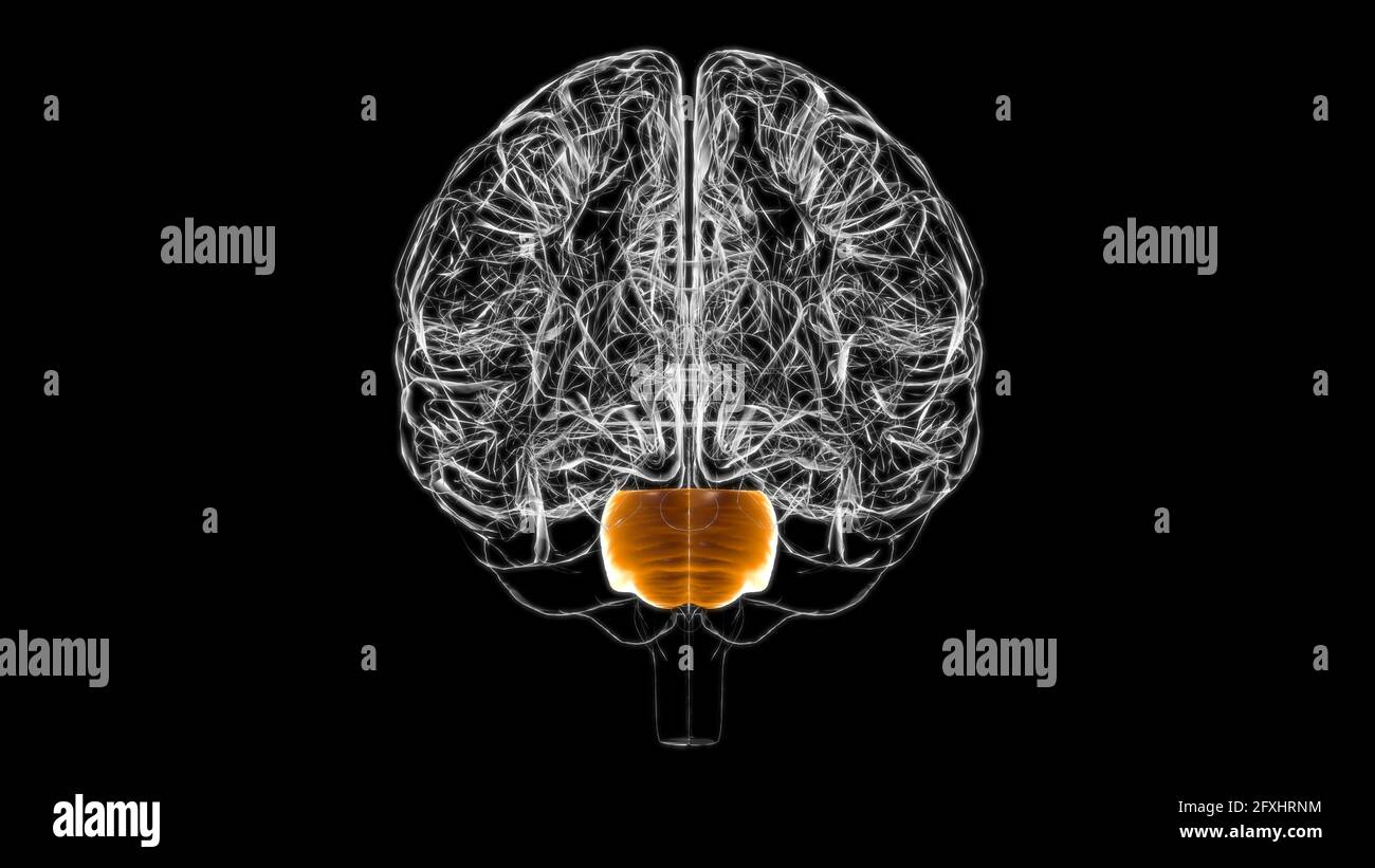 Brain Pons Anatomy for Medical concept 3D Illustration Banque D'Images