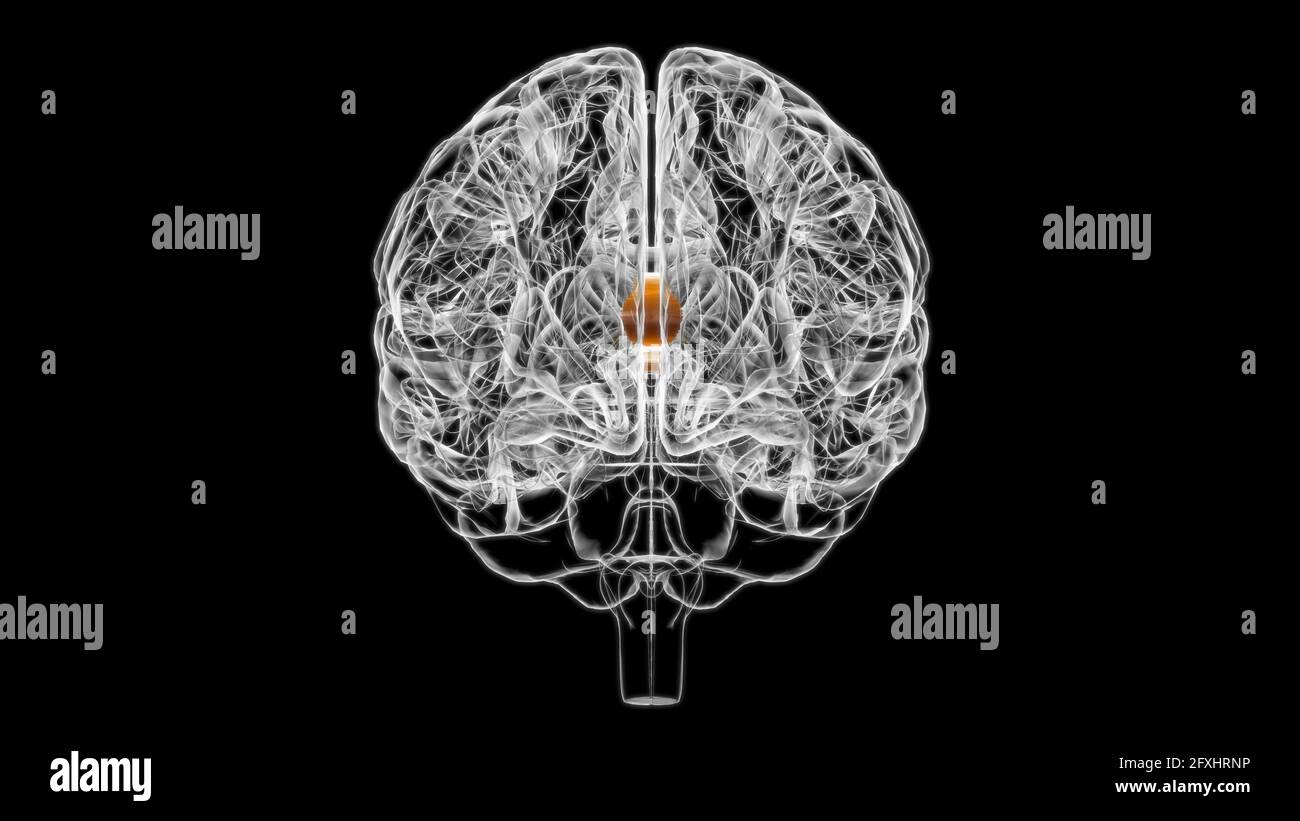 Septum cérébral du télencéphale Anatomy for Medical concept 3D Illustration Banque D'Images