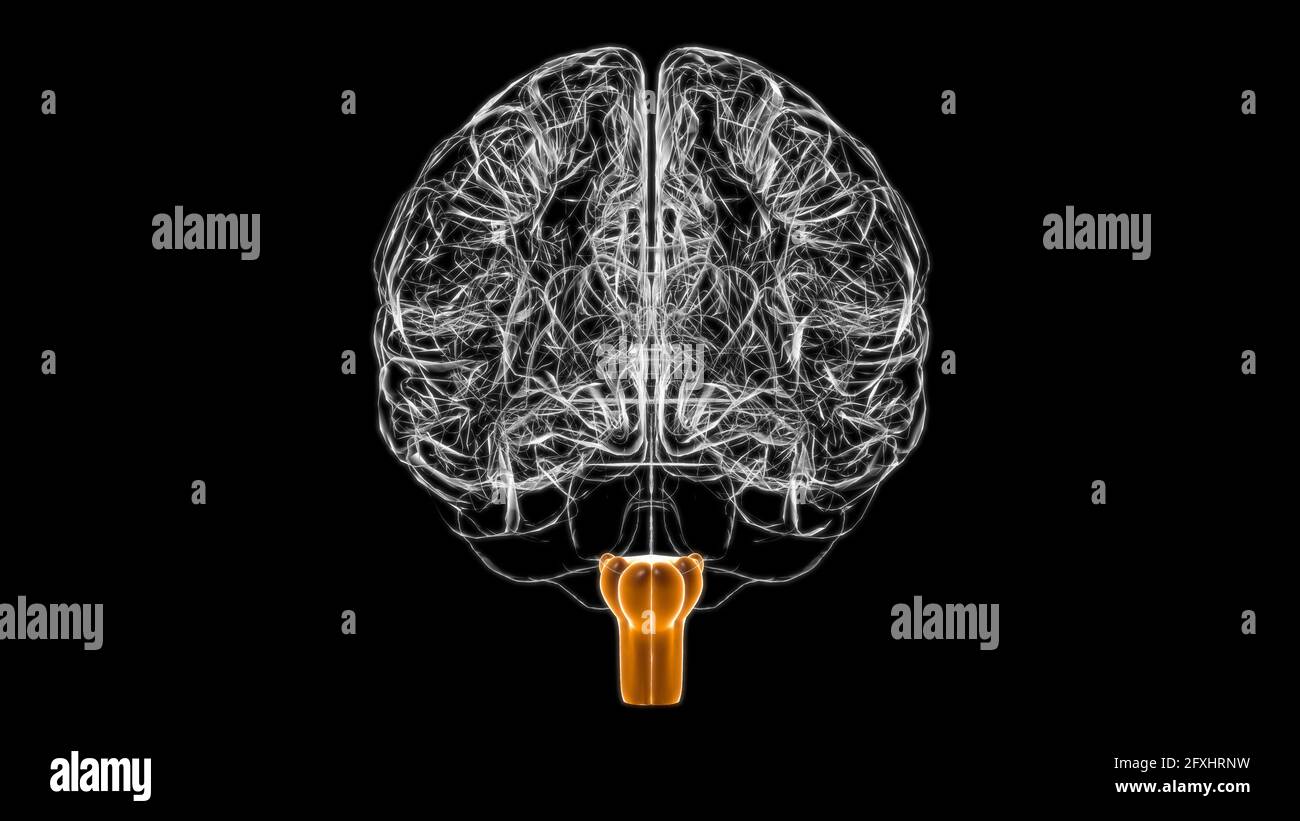 Cerveau medulla oblongata Anatomy for Medical concept 3D Illustration Banque D'Images