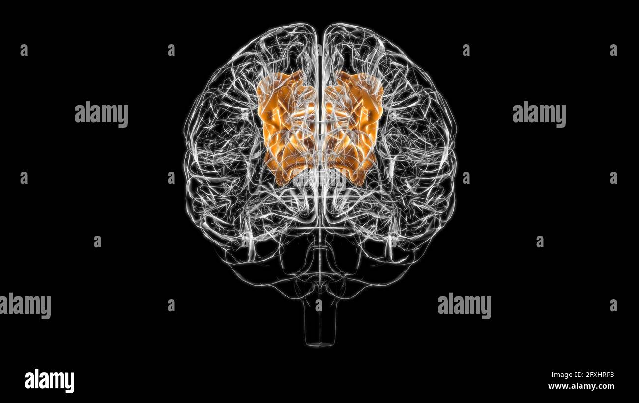 Brain Superior parietal lobule Anatomie pour Medical concept 3D Illustration Banque D'Images