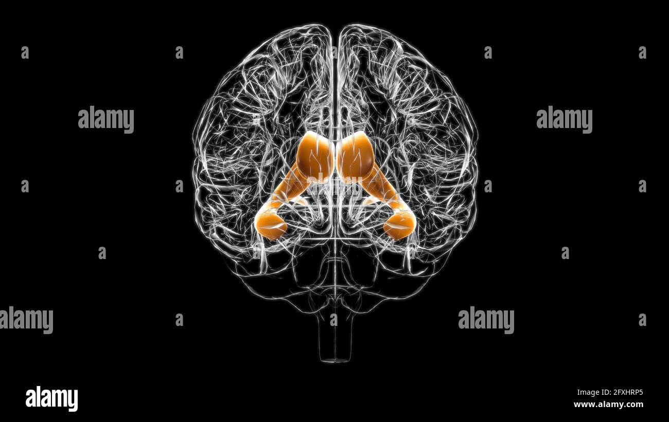 Ventricule Cerebral Banque D Image Et Photos Alamy