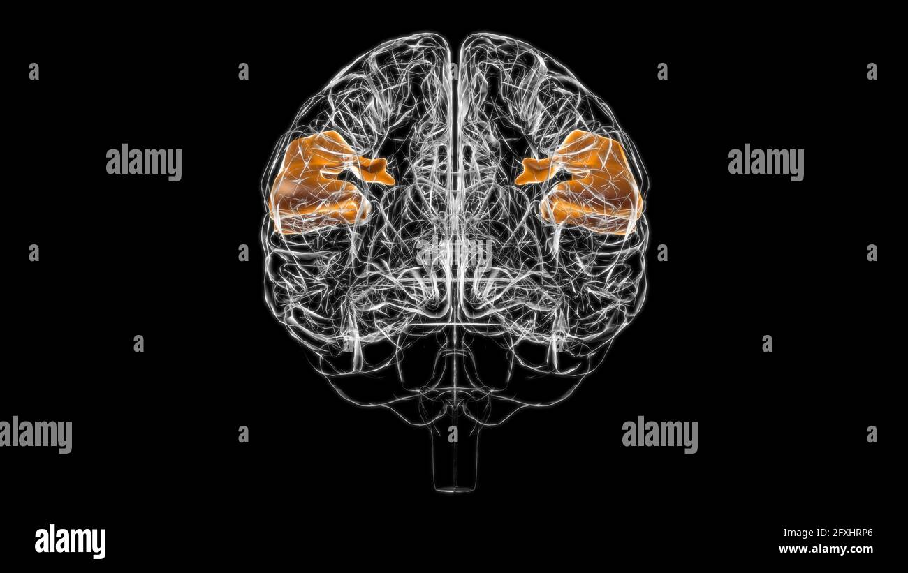 Cerveau sus-garginal gyrus Anatomy for Medical concept 3D Illustration Banque D'Images