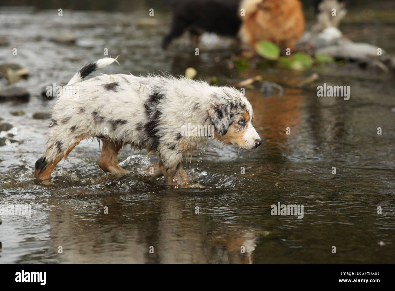 Berger Australien Qui Court Banque De Photographies Et D Images A Haute Resolution Alamy