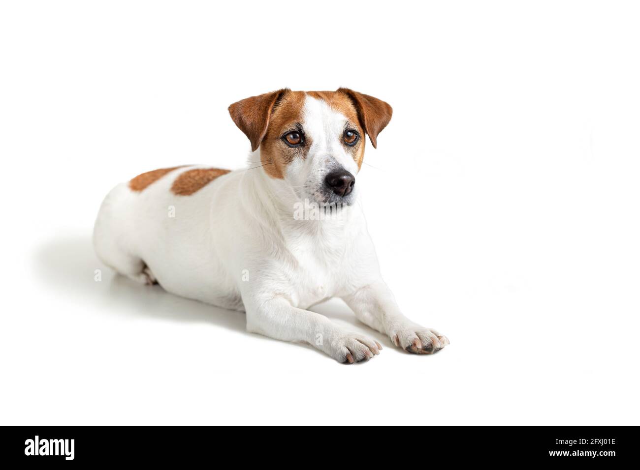 Portrait d'un chien allongé Jack Russell Terrier, isolé sur fond blanc. Banque D'Images