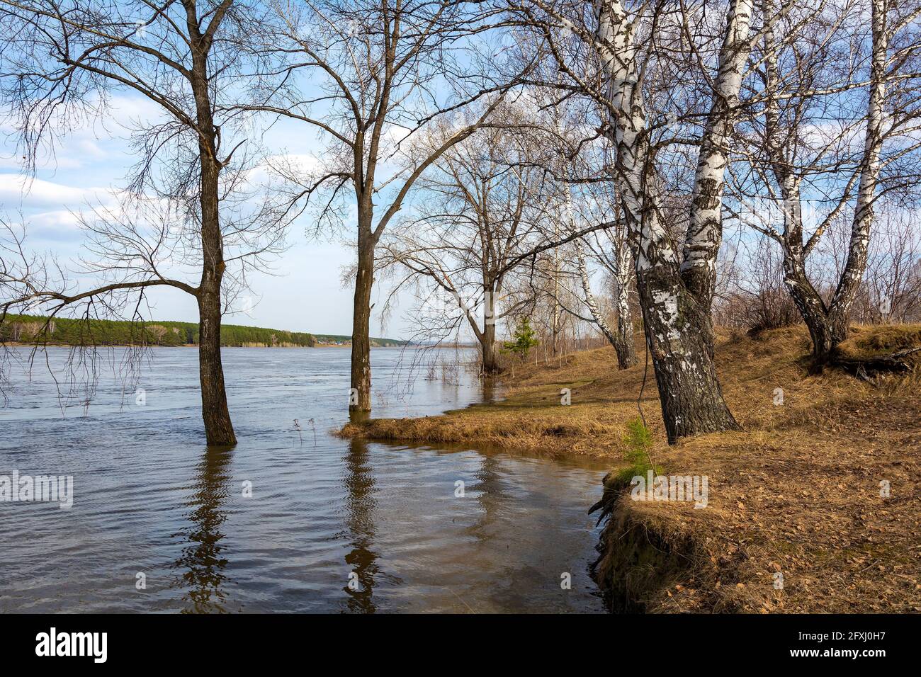 La rive de la rivière Tom, inondé pendant les inondations printanières, région de Kemerovo-Kuzbass Banque D'Images