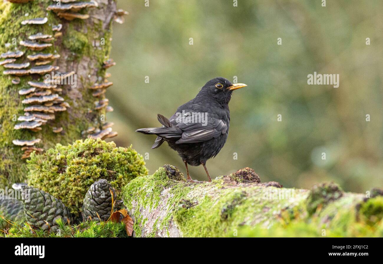 Oiseaux des bois Banque D'Images