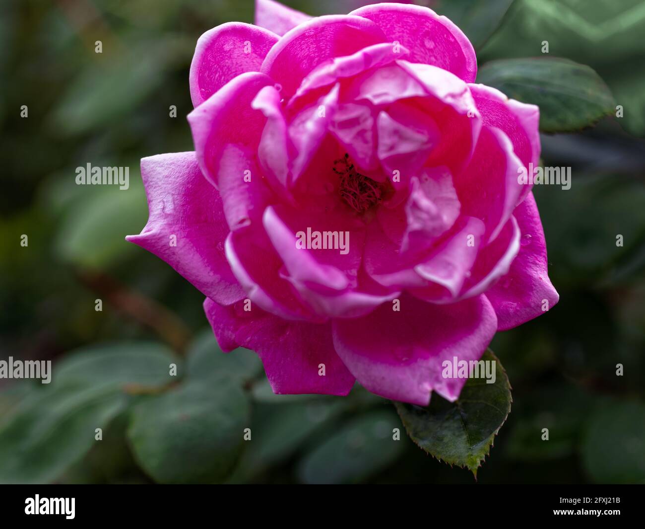 Gros plan d'une rose Knockout rose dans un jardin Banque D'Images
